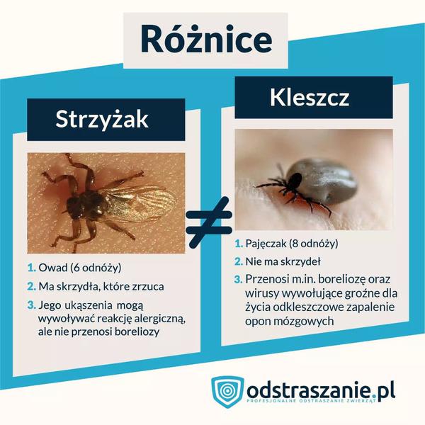 Latające kleszcze