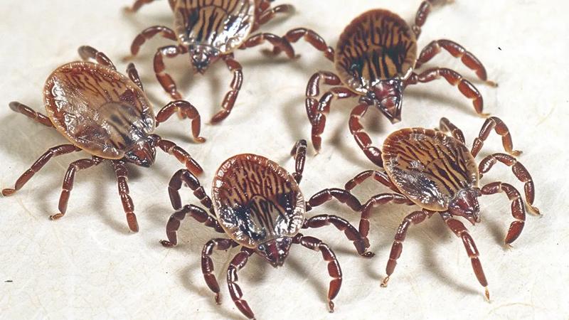 Naturalni wrogowie kleszczy