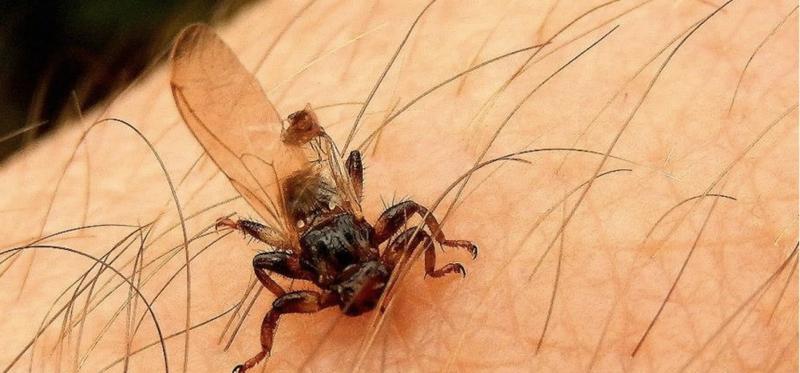 Ochrona przed kleszczami