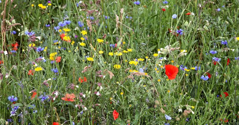 Olejki eteryczne na kleszcze