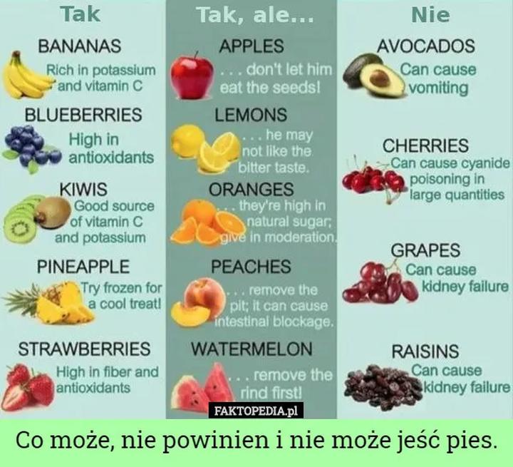 Owoce i warzywa dla psa