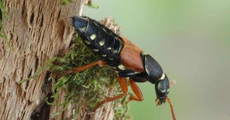 Ptaki w walce z kleszczami
