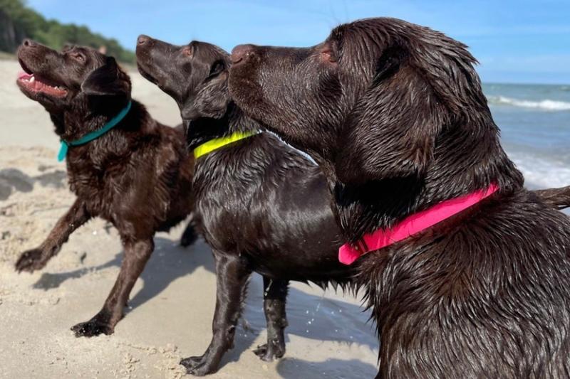 Stylowe dodatki dla psa