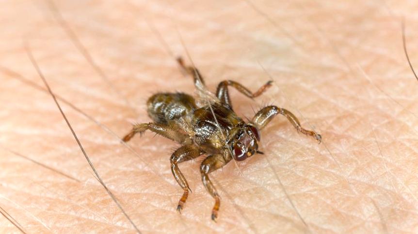 Ukąszenie strzyżaka sarniego