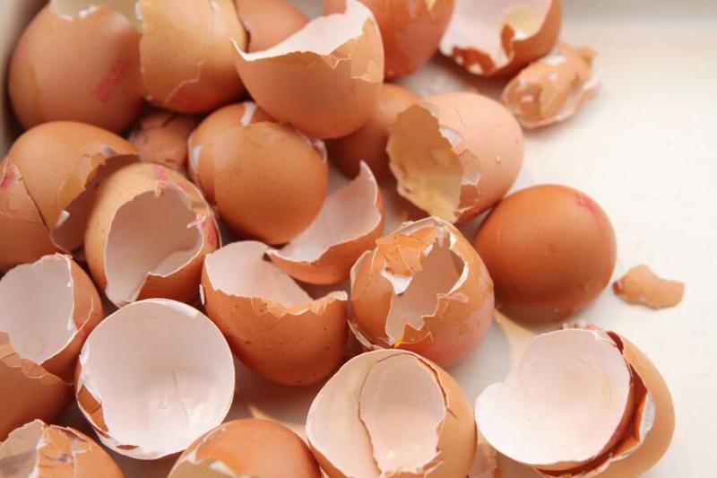 Wprowadzenie skorupków do diety psa