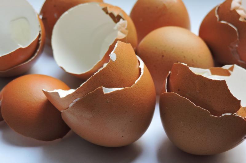 Zagrożenia związane z jajkami dla psów