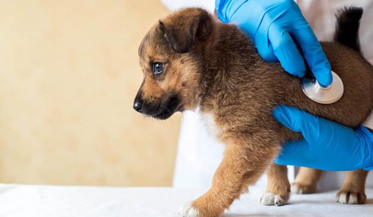 Bezpieczne podawanie Smecty psu: dawkowanie, skutki uboczne i praktyczne porady