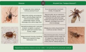 Jak rozpoznać latające kleszcze i skutecznie uniknąć ich zagrożenia