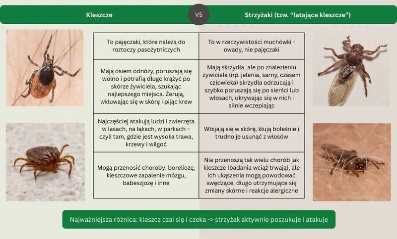 Jak rozpoznać latające kleszcze i skutecznie uniknąć ich zagrożenia