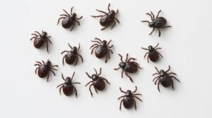 Skuteczna ochrona szczeniaka przed kleszczami: jak unikać ich ukąszeń?