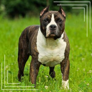 Skuteczne techniki i porady dla właścicieli: jak wytresować amstaffa z sukcesem